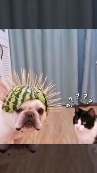 Была найдена лучшая защита от домашнего Василия😂