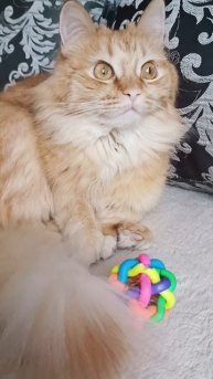 # Sonya 😻🫰🐾🩷💚🧡