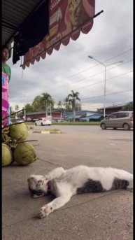 Котейка на чиле😁 Подписываемся 😉