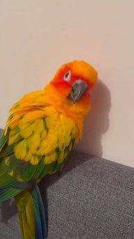 Волнистый попугайчик встречает субботу 🦜😉👍😻🥰