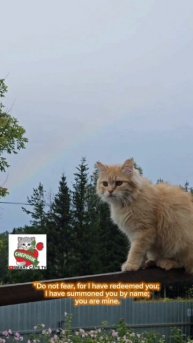 Не бойся ибо Я с тобою 👼🌈💓🙏😻 So do not fear, for I Am with you