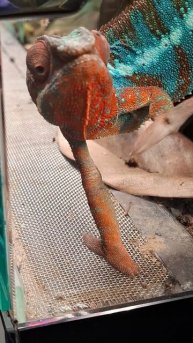 Эти глаза напротив❤️🔥😁#юмор #ящерицы #ботаническийсад #милыеживотные #животные #смех #смешные