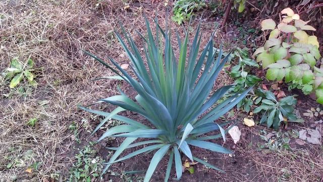 Юкка осень 2025