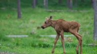 Аудио книга ЛЕСНАЯ ЖИЗНЬ ОТШЕЛЬНИКА Гл.6 СМЕРТЬ ЛОСЕНКА