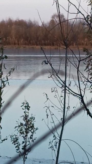 Вот так встреча! #охота