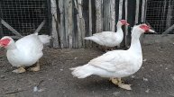 Взвешивание мускусных селезней 5 месяцев.