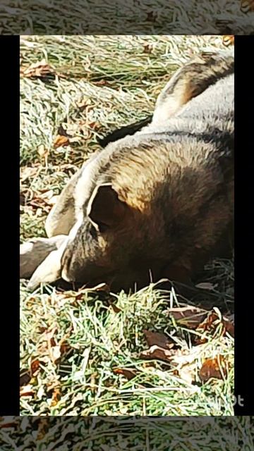 Сонное царство у собачек🐶🐶🐶