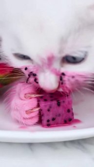 Котик ест драконий фрукт