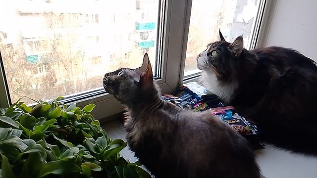 25-10 Хищники-1