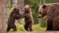 Аудио книга ЛЕСНАЯ ЖИЗНЬ ОТШЕЛЬНИКА Гл.4 ВТОРАЯ ВСТРЕЧА С МЕДВЕД