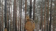 СКУЛЬПТУРЫ ИЗ ДЕРЕВА В ПАРКЕ "ЛУКОМОРЬЕ"