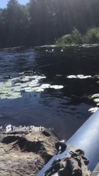 Ленобласть. 08.07.2024. Часть 45. Утята_ Приплыли помогать ловить рыбку