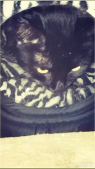 Мариуполь ⛵ вечер 🐈🐈🐈💻🌌