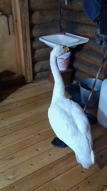 Якутянин спас обессилевшего лебедя от собак