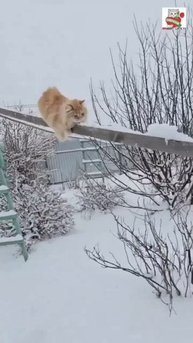Красивый тигр Рыжуля ❤️🐯❤️