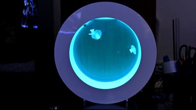 Медузы в аквариуме