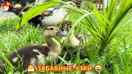 Забавные утки мускусные и пекинские на свободном выгуле со своими друзьями ч.(263) ❣️🤗😂