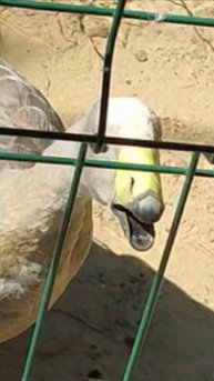 Куриный гусь