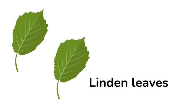 Trees' leaves (plural form leaf-leaves)