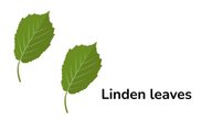 Trees' leaves (plural form leaf-leaves)
