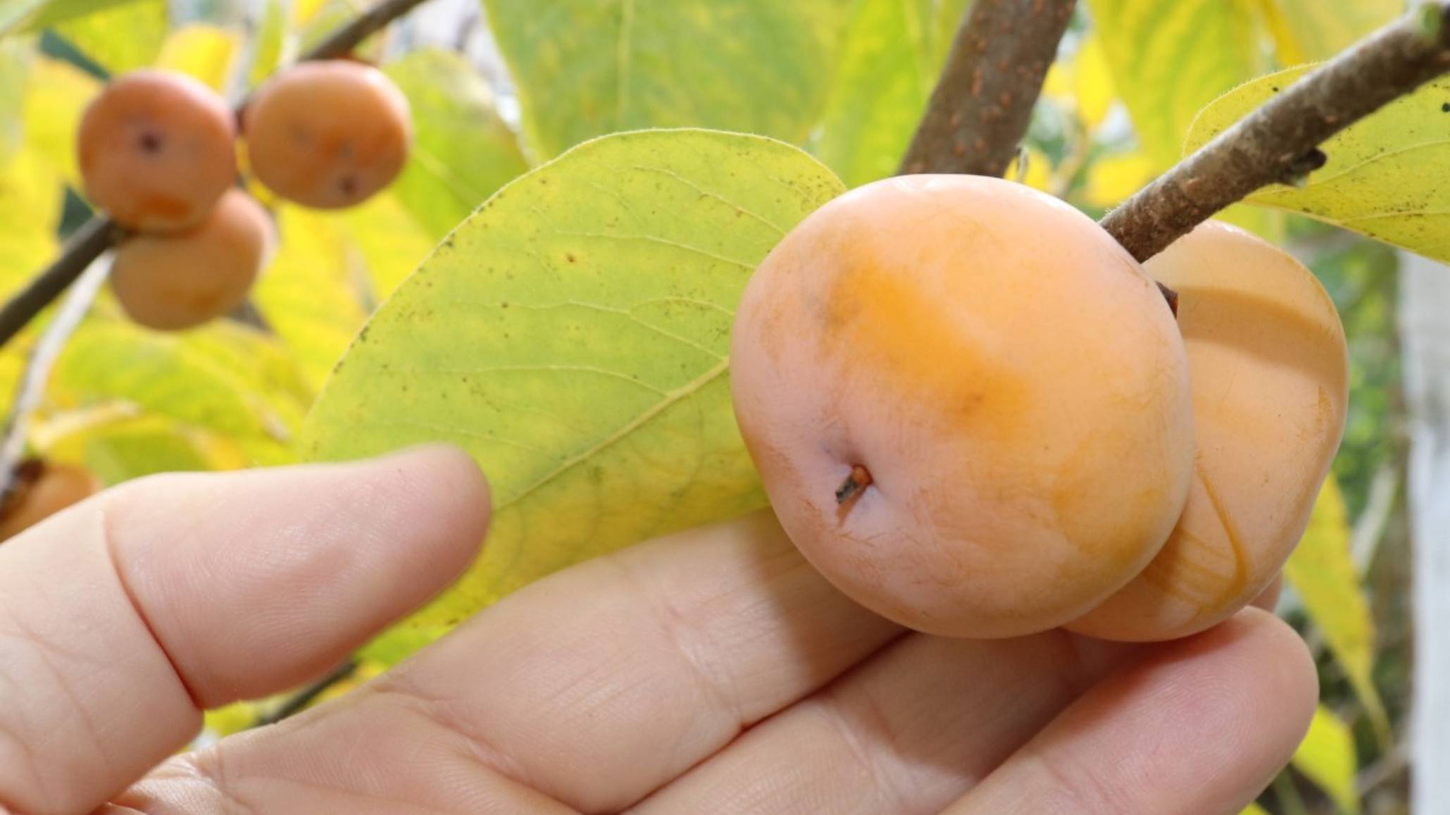 Зимостойкая хурма из Шебекино - первый урожай.