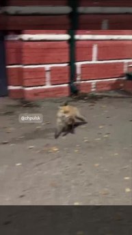 Ульяновцы продолжают встречать лисиц в черте города.   Сегодня – в микрорайоне «Юго-Западный» и окол