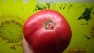 В 2025 году я вырастила 45 новых сортов томатов! Часть 3. Томатный Гном  Сладкий Гном Зои. №900-34.