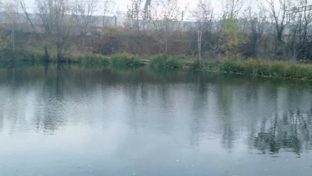 petal_20251025_194630.mp4