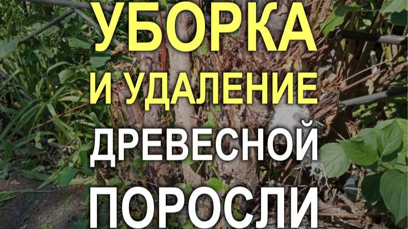 805M - Уборка гранитной могилы с мойкой памятников и удалением древесной поросли (Кривой Рог)