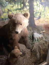 играю в эвалюцию браинрот