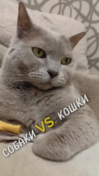 Кошки или собаки?😍