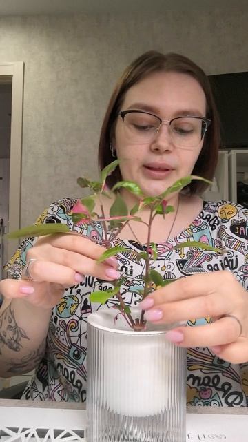 Пересадка на фитиль Альтернатеры ficoidea PARTY TIME (Пати Тайм).