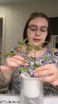 Пересадка на фитиль Альтернатеры ficoidea PARTY TIME (Пати Тайм).