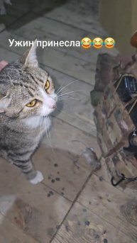 Фронтовая кошка "Маша" принесла добычу своему хозяину - русскому штурмовику.