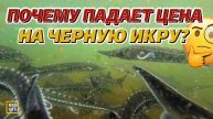 Бизнес на осетрах. Кто в итоге заработает ₽? А кто прогорит?👀