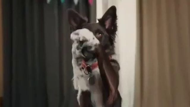 Парень с хасками