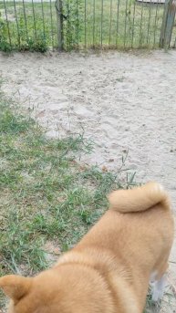 ЛЕВА шпиц и ДЕЙЗИ сиба ину 23260.mp4