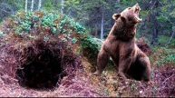 Аудио книга ЛЕСНАЯ ЖИЗНЬ ОТШЕЛЬНИКА  Гл.8 МАША ПОКАЗЫВАЕТ БЕРЛОГ