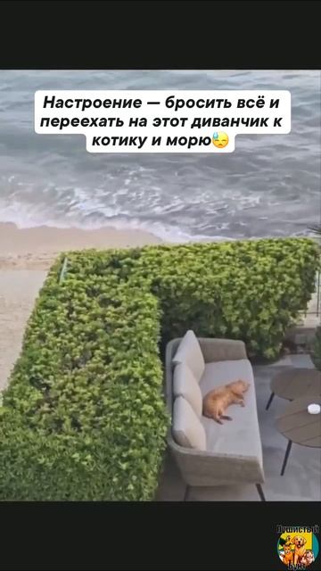 Клип @meowtaverse