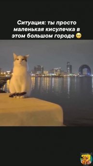 Клип @meowtaverse