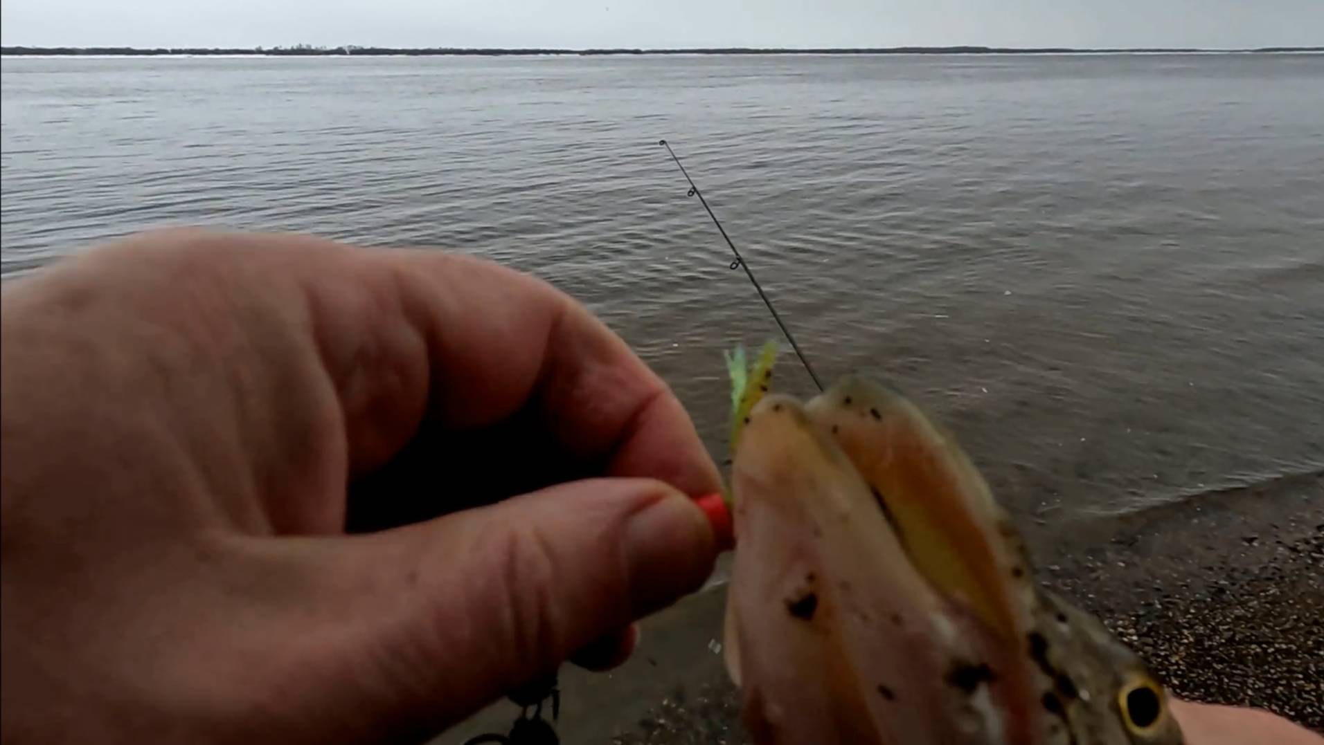 Мерная щука с берега.26 октября 2025 г.