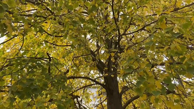 Грач и орех