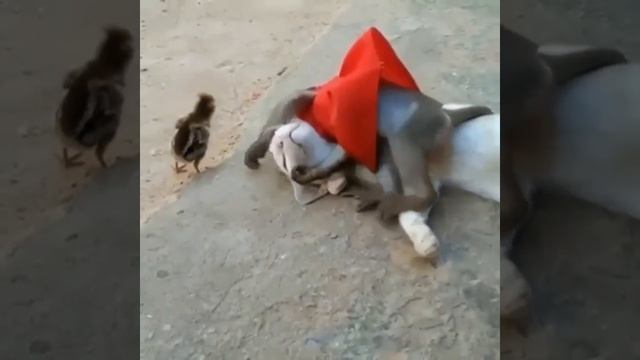 Видео от МЯУтаверс – как метавселенная, но с котами