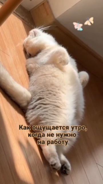 VID_20251026_170011_244.mp4