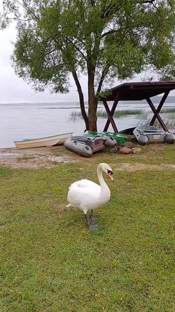 Лебедь