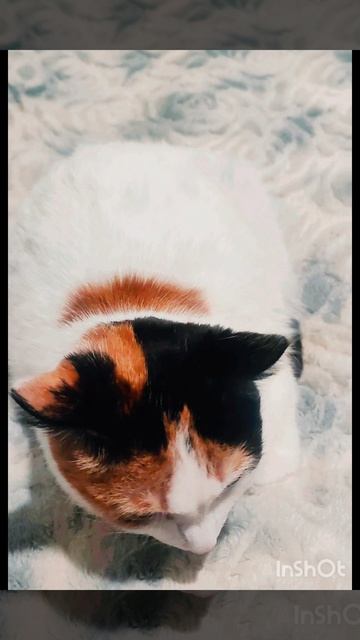 Самая добрая, милая кошечка Муся🐱❤👍