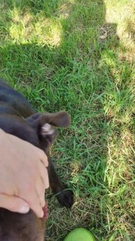 Это лето ☀️
Лабрадор АРЧИ 🤗 🐕 Фредди и Дейзи 🐕 🐕 23251.mp4