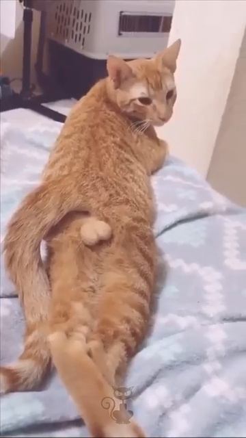 Видео от МЯУтаверс – как метавселенная, но с котами