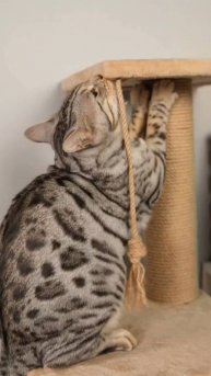 А чем занят ваш котейка на работе?