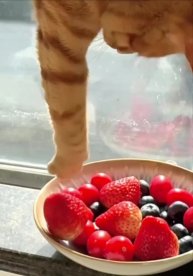 #глупыеприкалы #fluffypaws #видеотреш #catoftheday #фан #смешныешутки #тренды #catlover